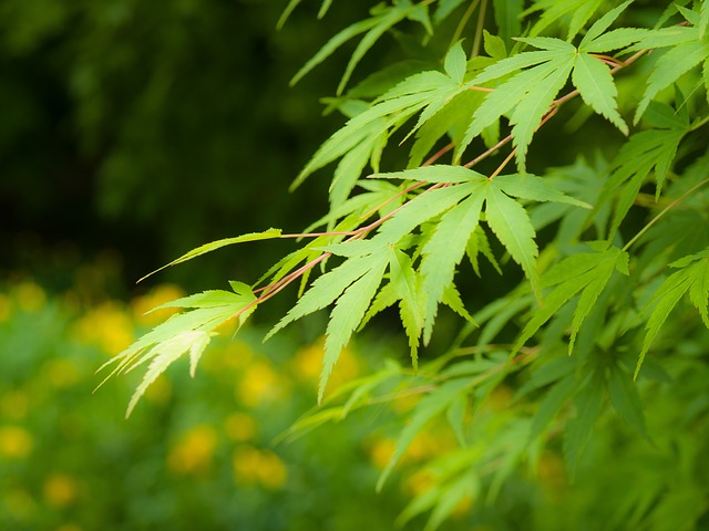 f:id:TODAWARA:20210104142732j:plain