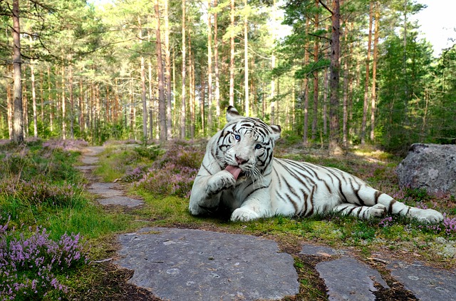 f:id:TODAWARA:20210126110720j:plain