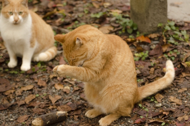 f:id:TODAWARA:20210513103544j:plain