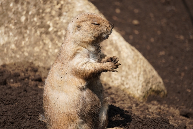 f:id:TODAWARA:20210513112136j:plain