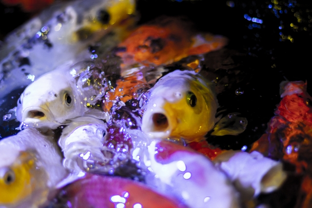 f:id:TODAWARA:20210514081947j:plain