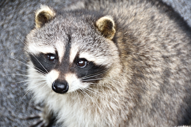 アライグマは「熊」じゃない！！ - TODAWARABLOG