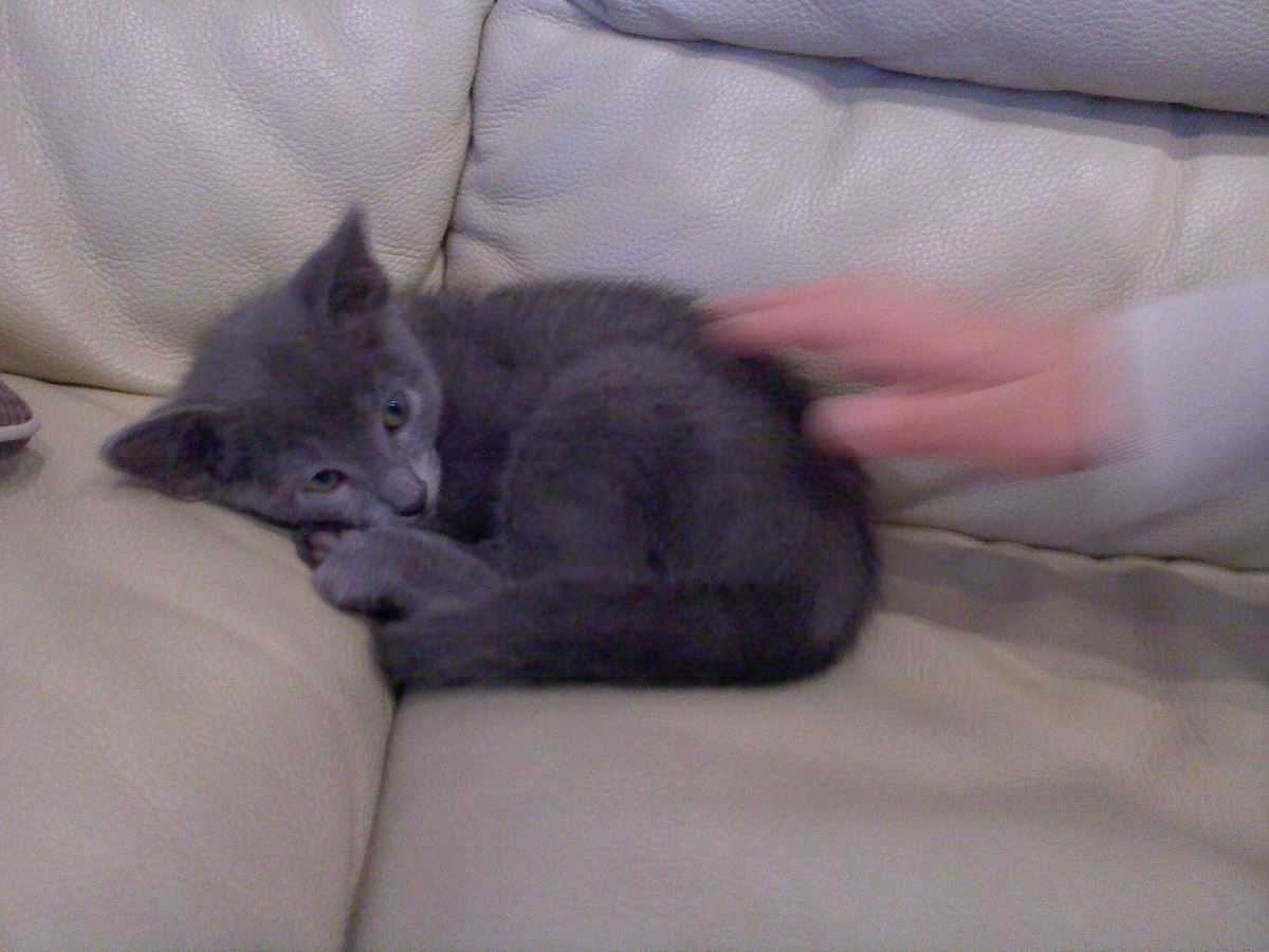 f:id:TODAWARA:20211130085124j:plain