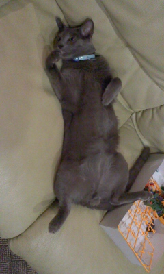 f:id:TODAWARA:20211130085240j:plain