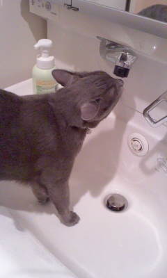 f:id:TODAWARA:20211130085536j:plain