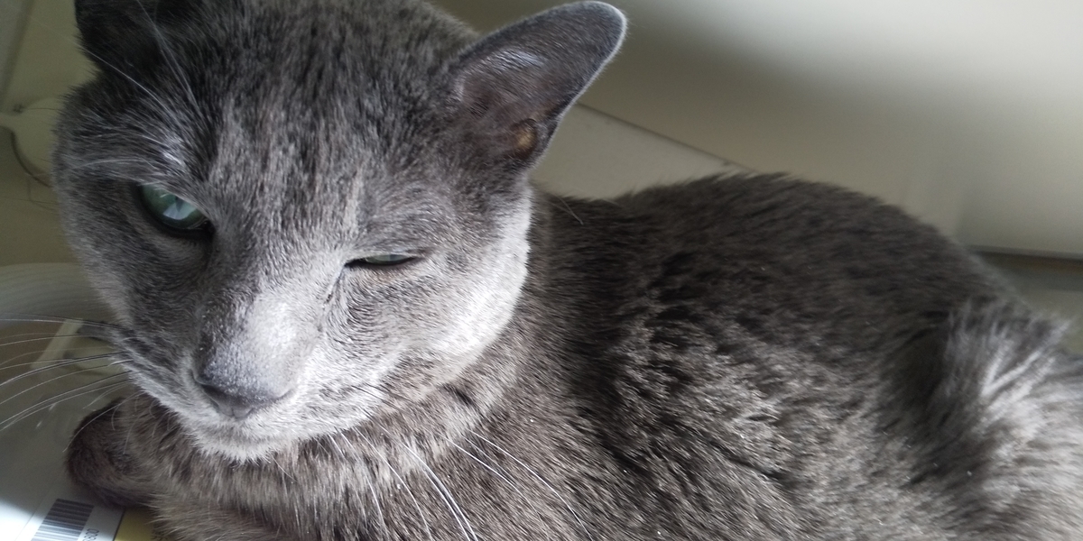 f:id:TODAWARA:20211130100822j:plain