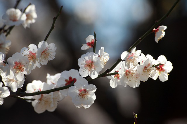 吉川英治 梅里先生行状記 心優しい水戸のご老公様は 道を外れてしまった家老をどうしたか Todawarablog