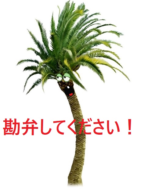 ビンロウジュ（ビンロウヤシ ）8号 紛らわしいヤシ！〜「ビロウ」と「ビンロウ」の違いについて