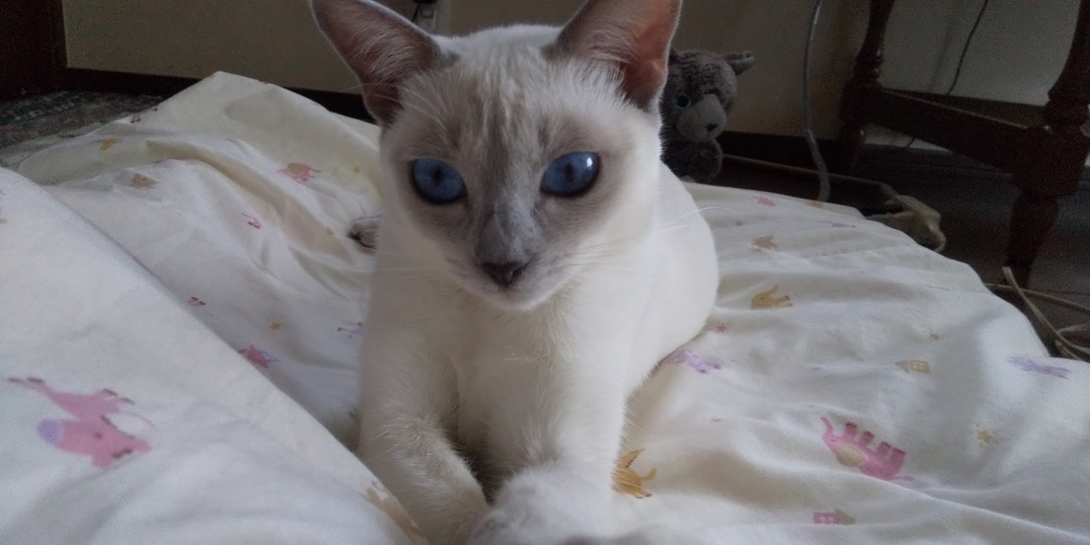 白かった猫の顔がだんだん黒くなってきた…シャム猫(サイアミーズ