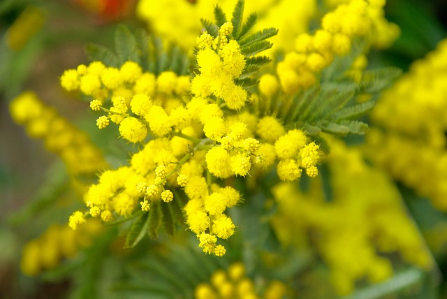 ミモザ」は黄色？ピンク色？「アカシアの花」は黄色？白？…「ミモザ