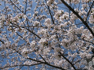 f:id:TOMASSOON:20100522222529j:image