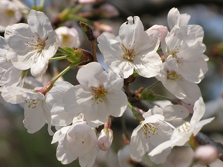 f:id:TOMASSOON:20100522223345j:image