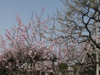 f:id:TOMASSOON:20100523091015j:image