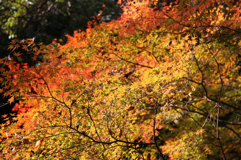 f:id:TOMASSOON:20101128101736j:image