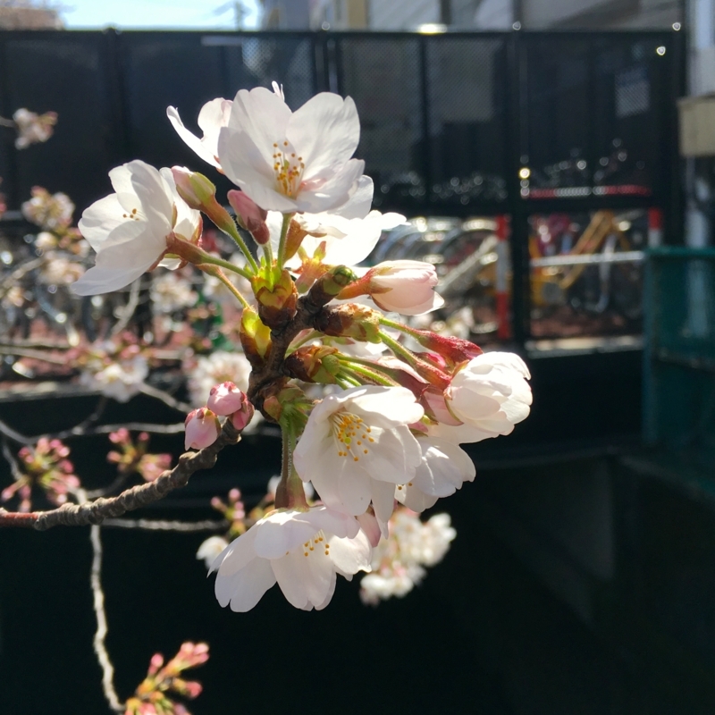 f:id:TOMASSOON:20180323115121j:plain