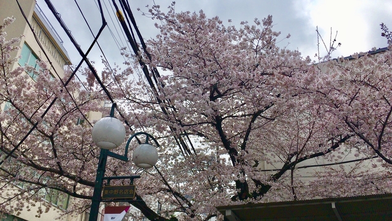 f:id:TOMASSOON:20190331113116j:plain f:id:TOMASSOON:20190331113116j:plain