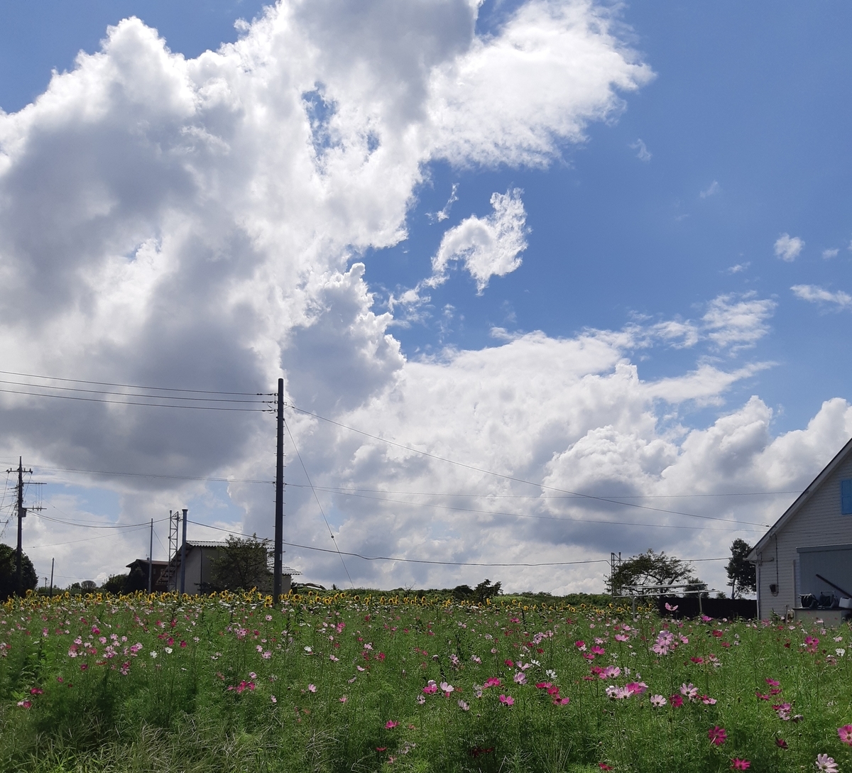 f:id:TOMBI:20200907174734j:plain
