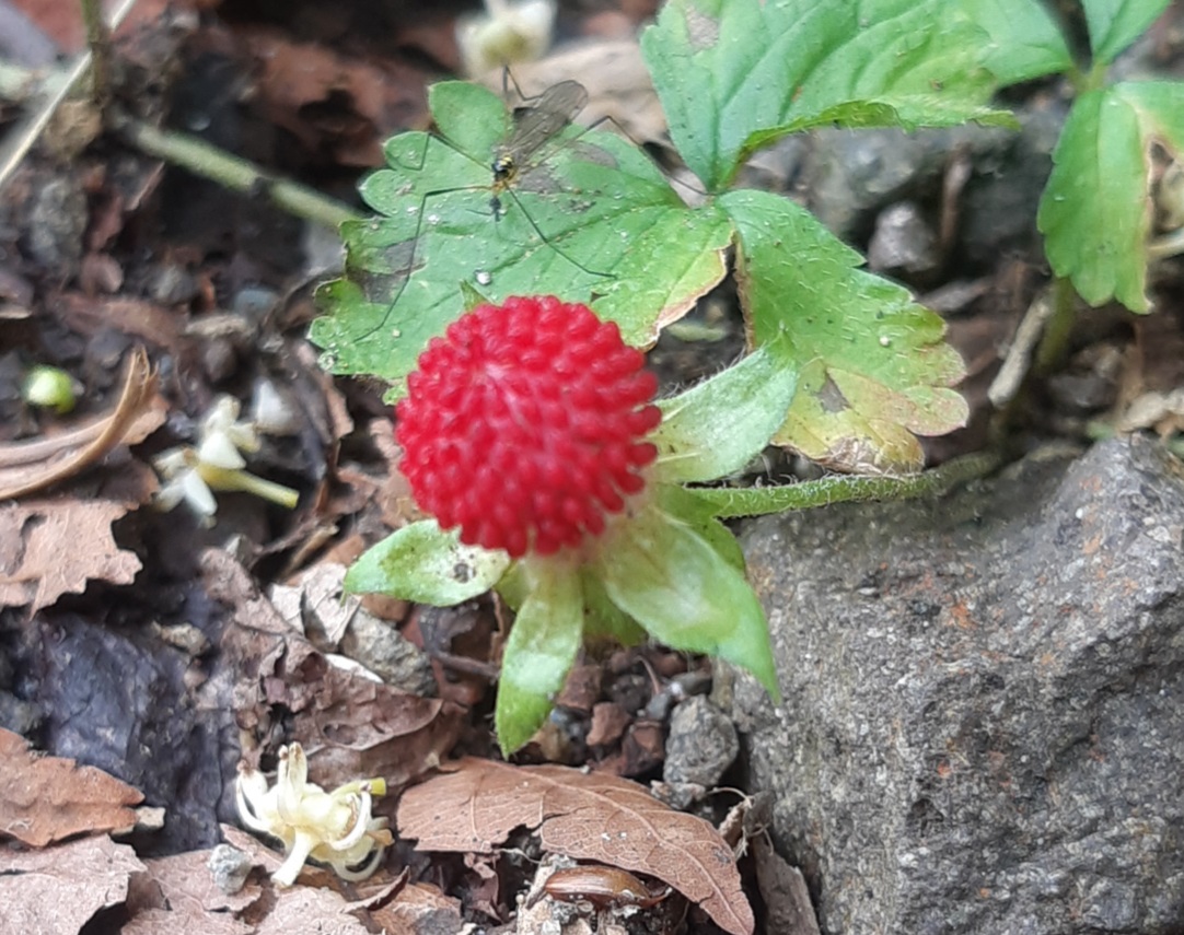 f:id:TOMBI:20210627151337j:plain