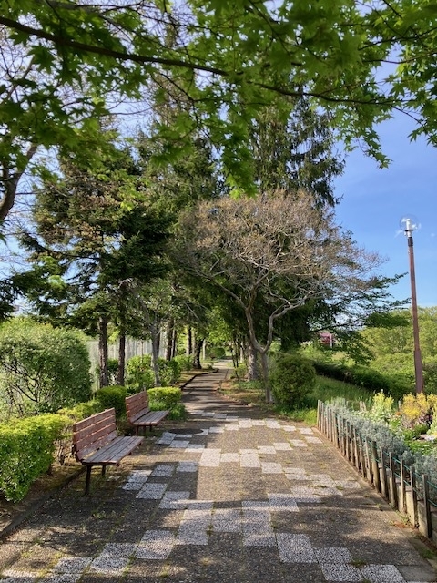 公園脇の道路