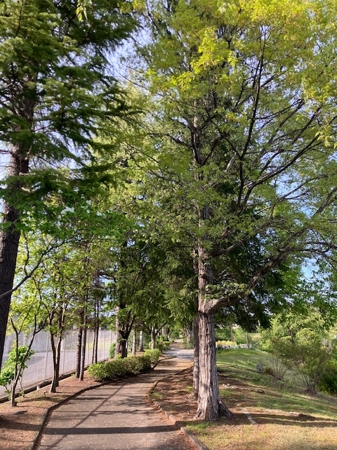 公園脇の道路