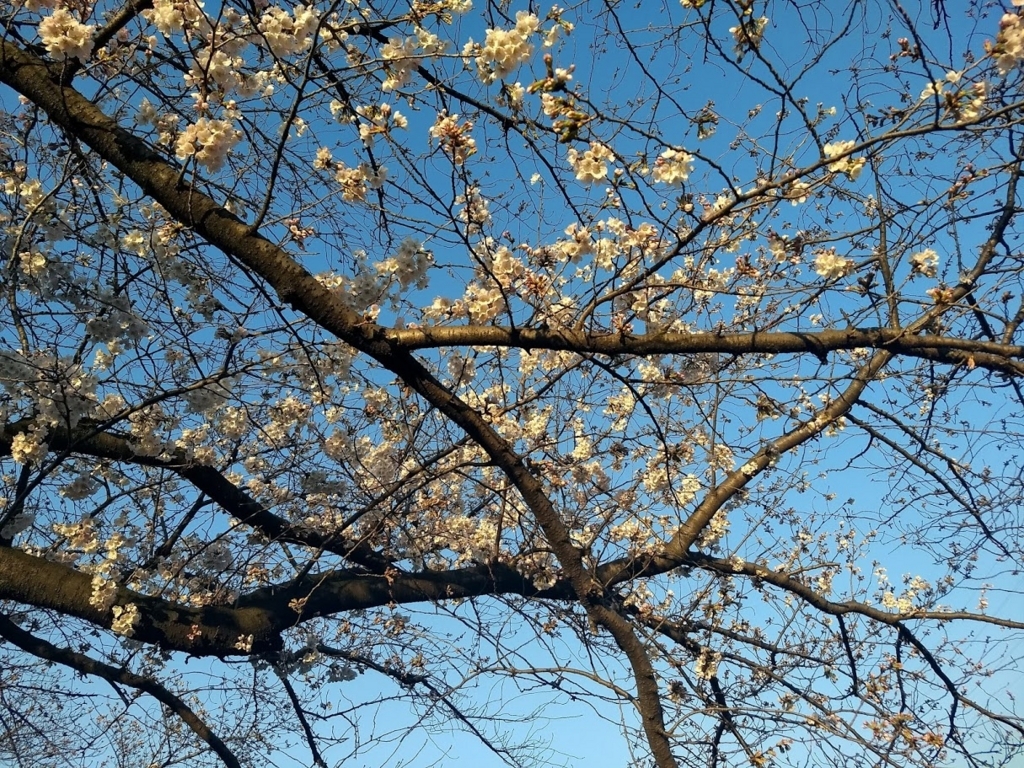 f:id:TOMSAI:20180326173903j:plain f:id:TOMSAI:20180326173903j:plain