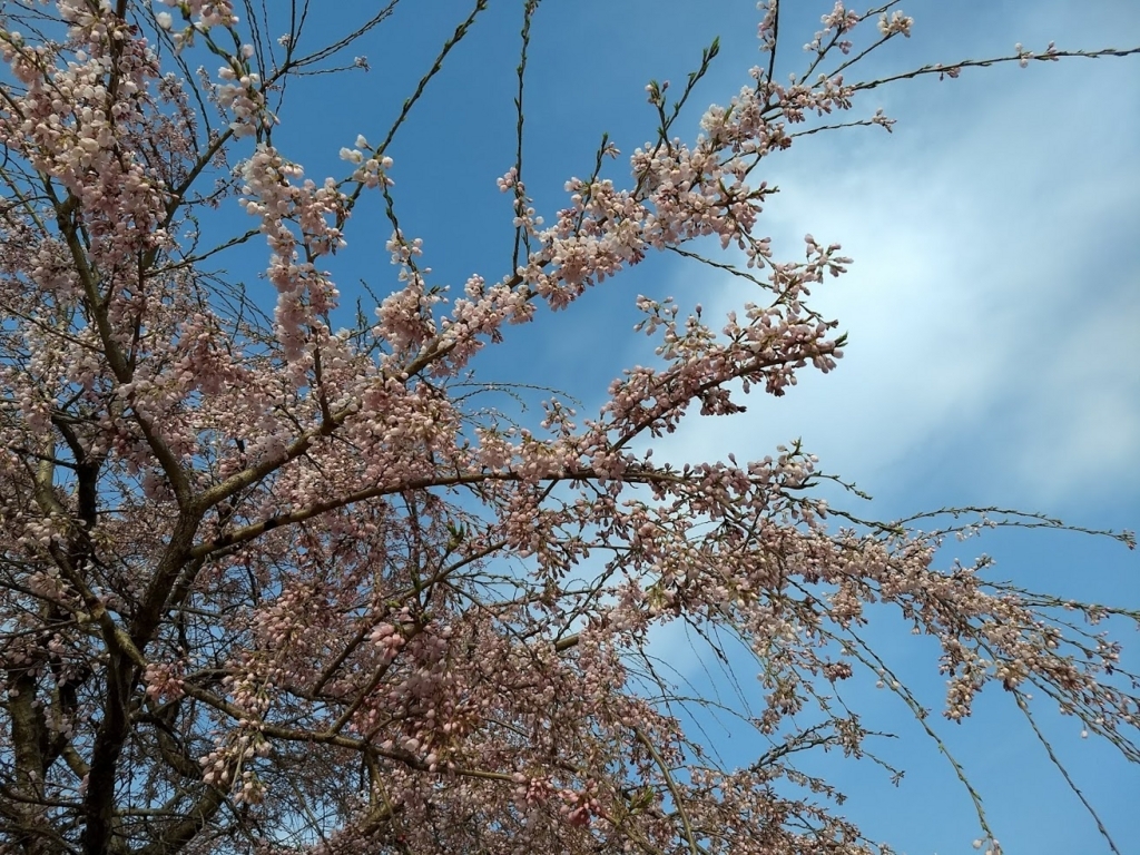 f:id:TOMSAI:20180402173505j:plain
