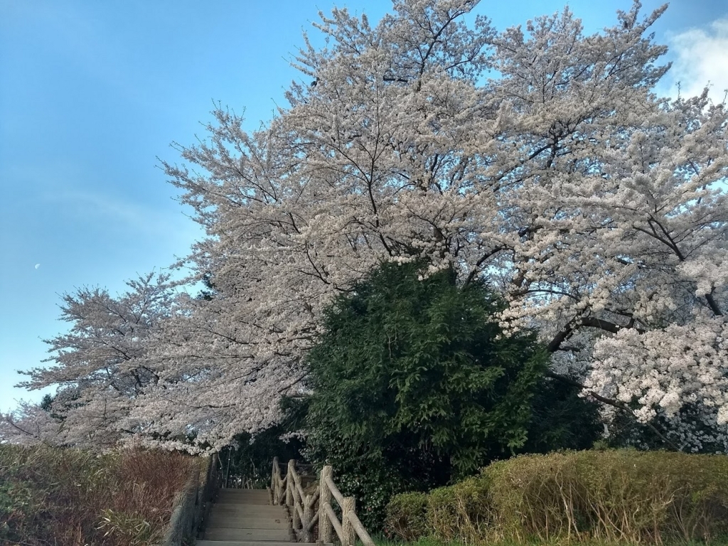 f:id:TOMSAI:20180409170345j:plain f:id:TOMSAI:20180409170345j:plain