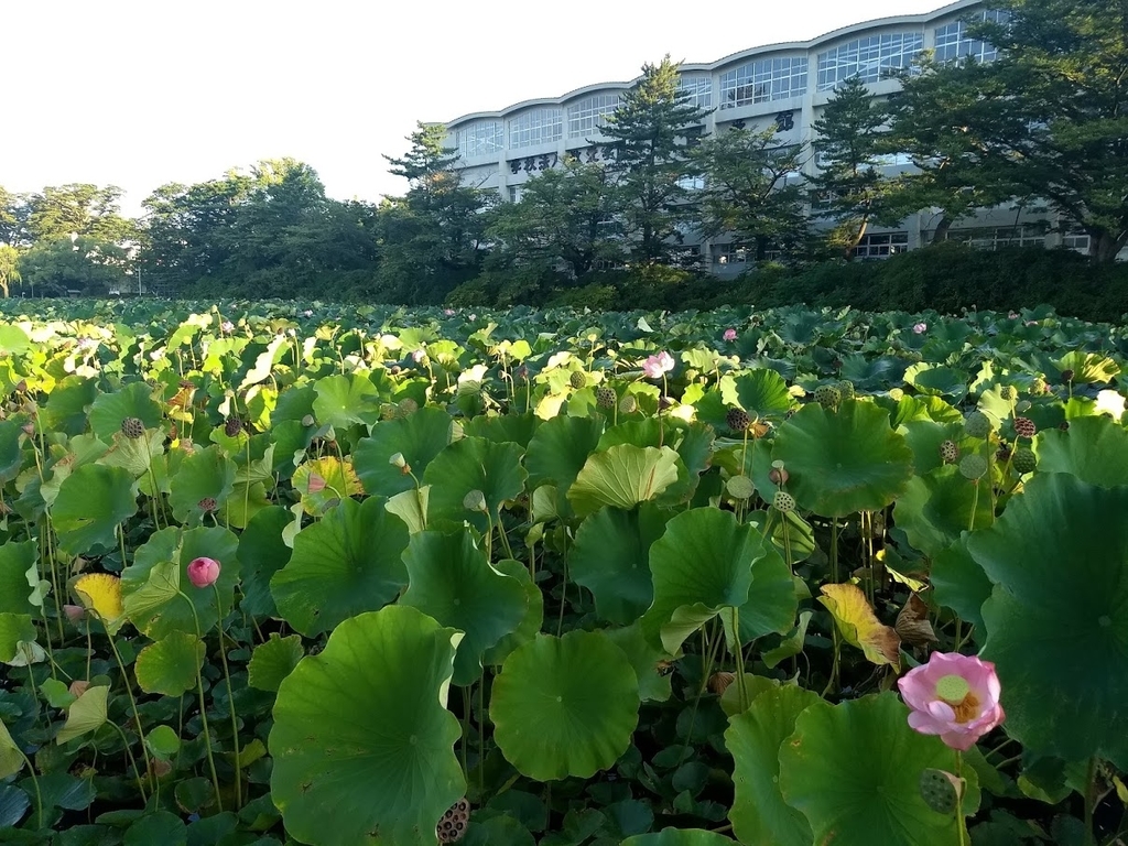 f:id:TOMSAI:20180917144107j:plain f:id:TOMSAI:20180917144107j:plain