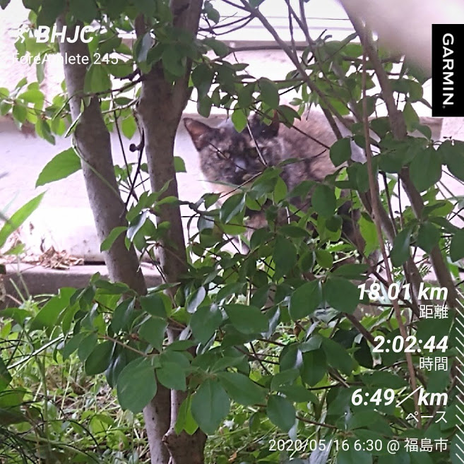 f:id:TOMSAI:20200518102813j:plain