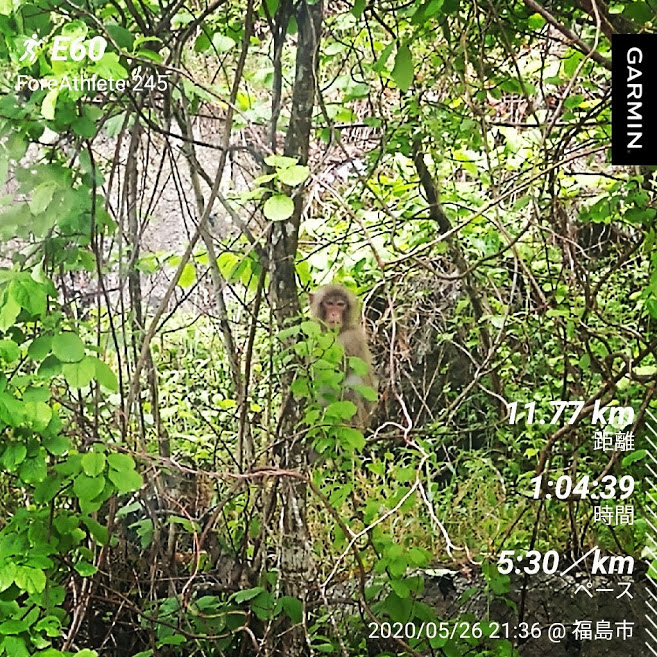 f:id:TOMSAI:20200527103754j:plain f:id:TOMSAI:20200527103754j:plain