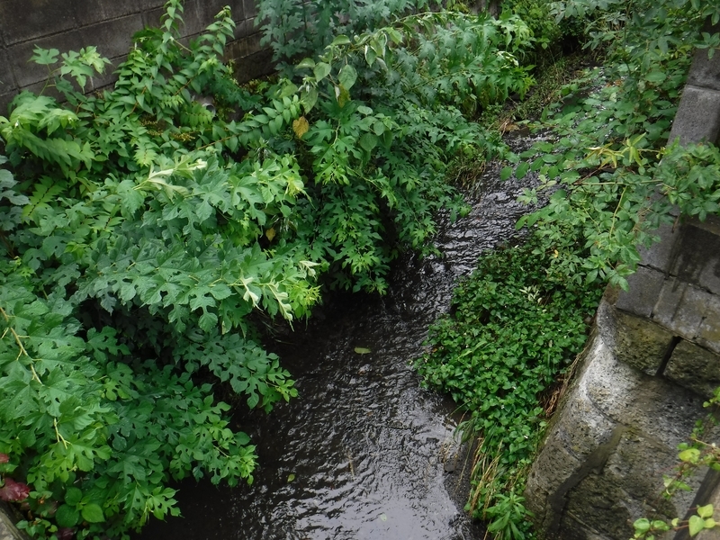 f:id:TOQ5050:20190623233353j:plain