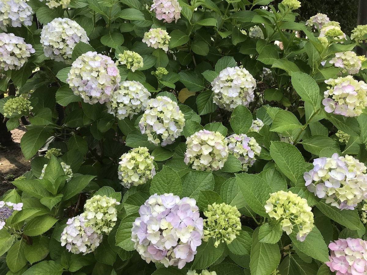 f:id:TOQ5050:20190806002108j:plain