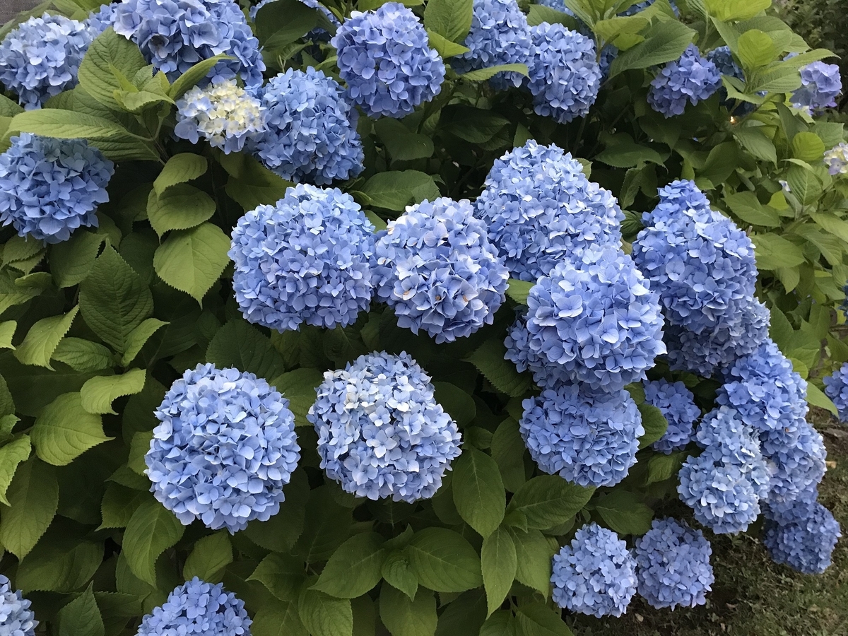 f:id:TOQ5050:20190806023020j:plain