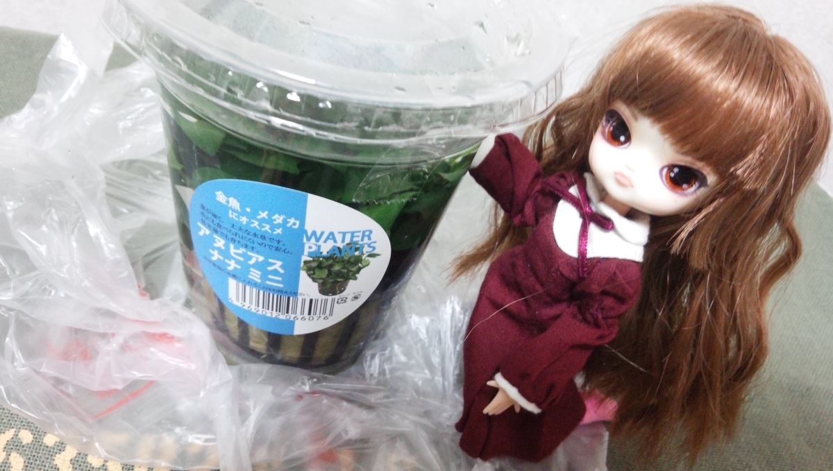 f:id:TORIARA230:20200302162244j:plain f:id:TORIARA230:20200302162244j:plain