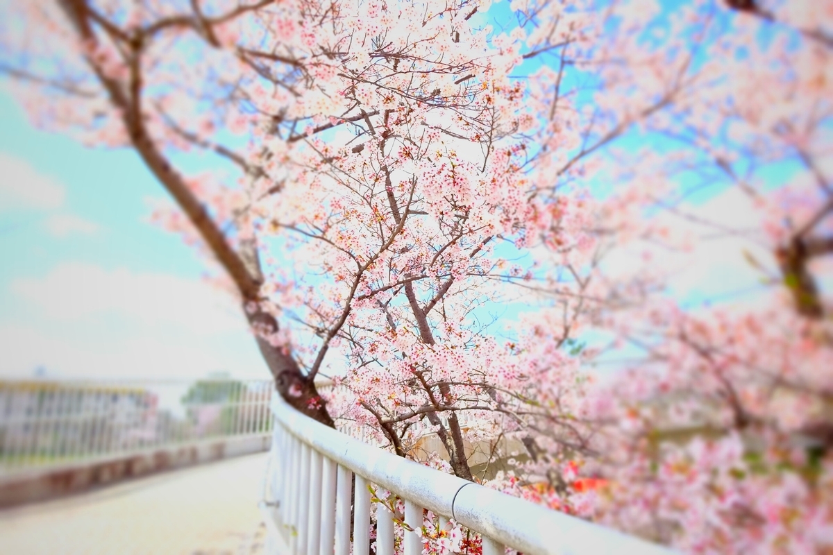 f:id:TORIARA230:20220404174435j:plain