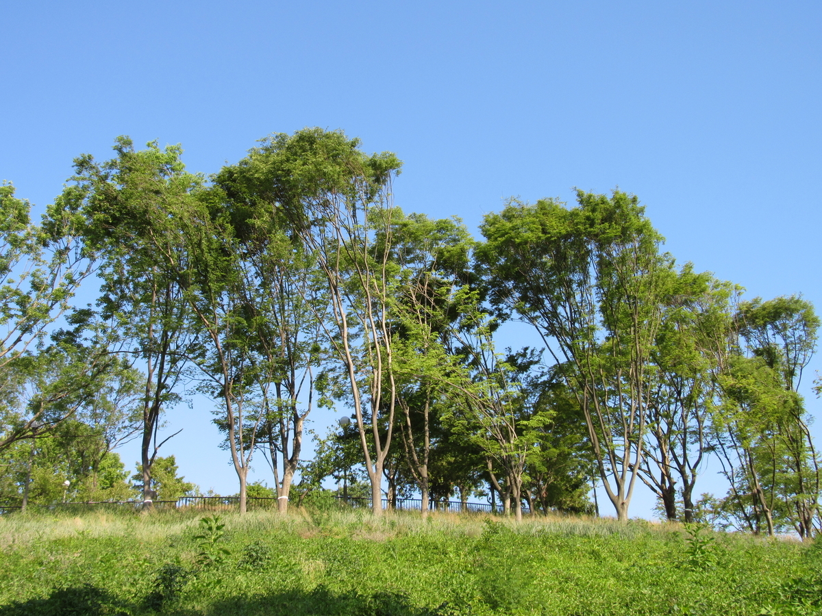 f:id:TOSHIXXX:20190525182259j:plain f:id:TOSHIXXX:20190525182259j:plain