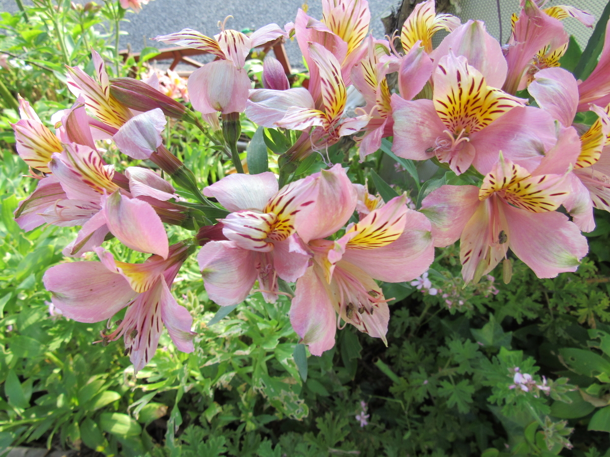f:id:TOSHIXXX:20190525182326j:plain f:id:TOSHIXXX:20190525182326j:plain