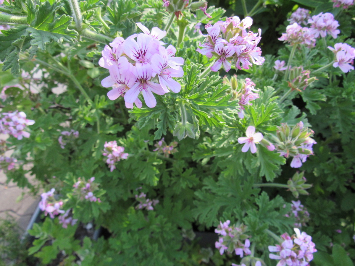 f:id:TOSHIXXX:20190525182353j:plain f:id:TOSHIXXX:20190525182353j:plain