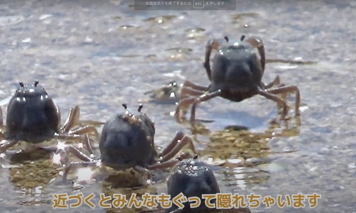 超カワイイ！ミナミコメツキガニ - 三線教室 ONLINE 東京 by 豊岡マッシー