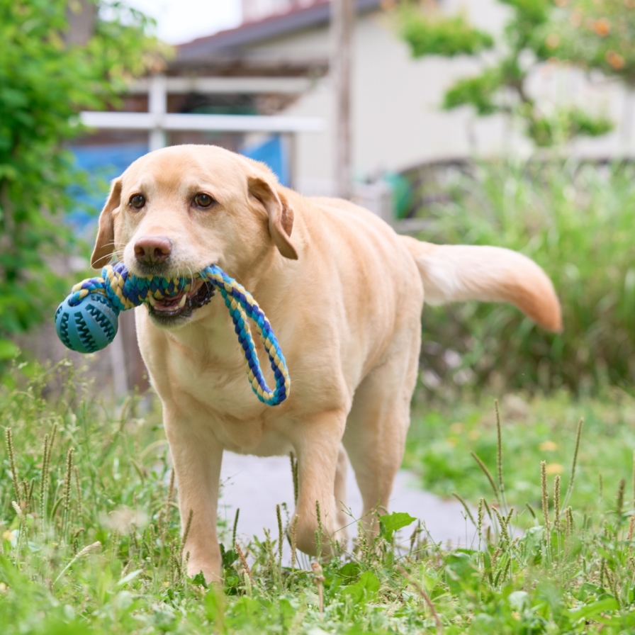 不思議な日本語訳 5 レトリーバー Tsのつぶやき