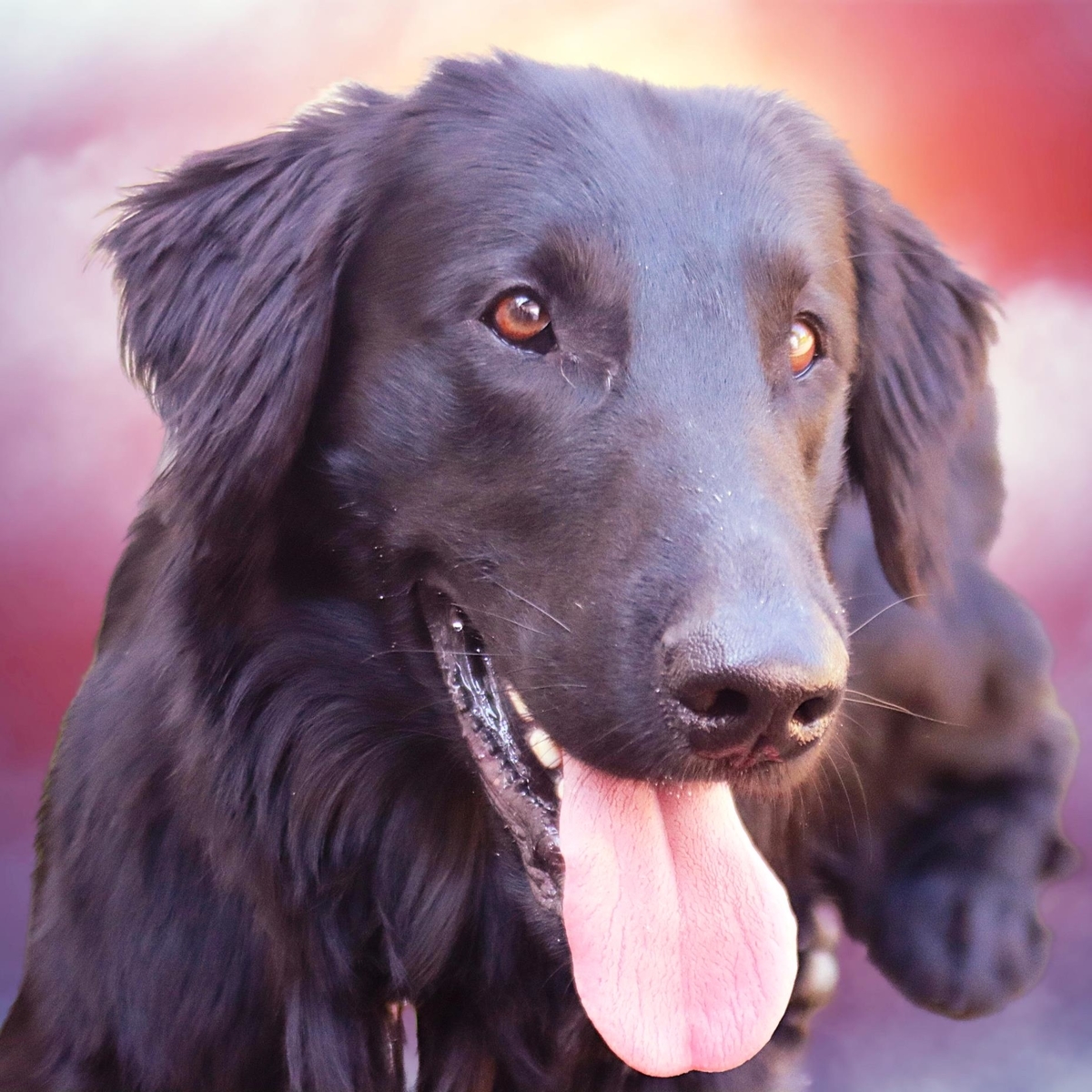 不思議な日本語訳 5 レトリーバー Tsのつぶやき