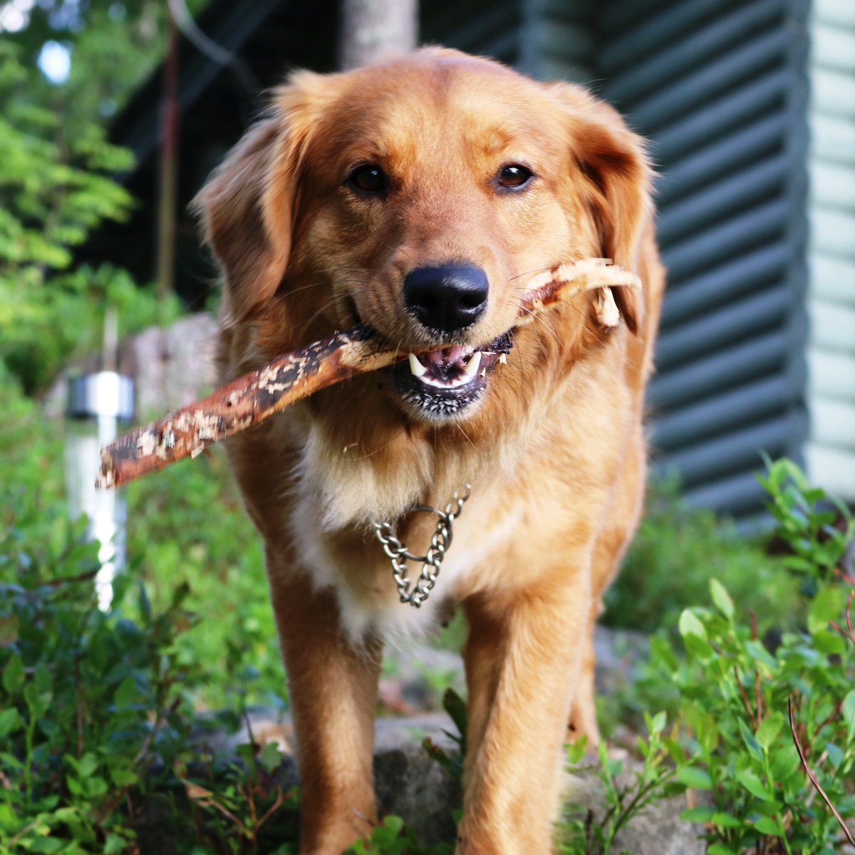 不思議な日本語訳 5 レトリーバー Tsのつぶやき