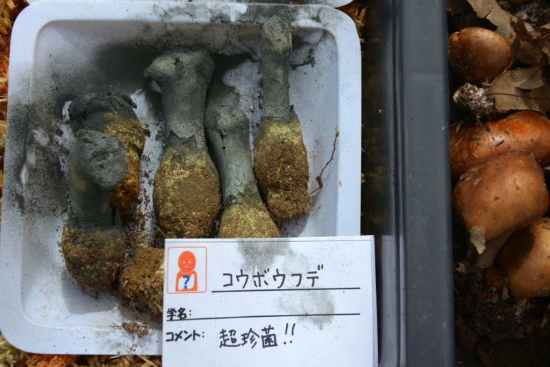 f:id:TSUKUBAtaishis:20161004022638j:plain f:id:TSUKUBAtaishis:20161004022638j:plain