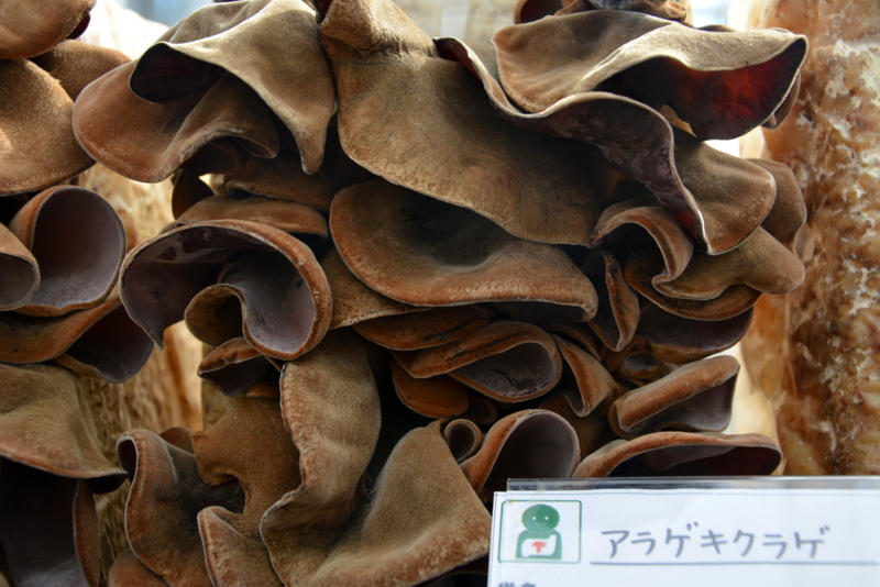 f:id:TSUKUBAtaishis:20161004022642j:plain f:id:TSUKUBAtaishis:20161004022642j:plain