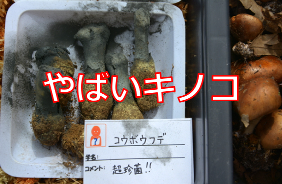 f:id:TSUKUBAtaishis:20161004023024p:plain f:id:TSUKUBAtaishis:20161004023024p:plain