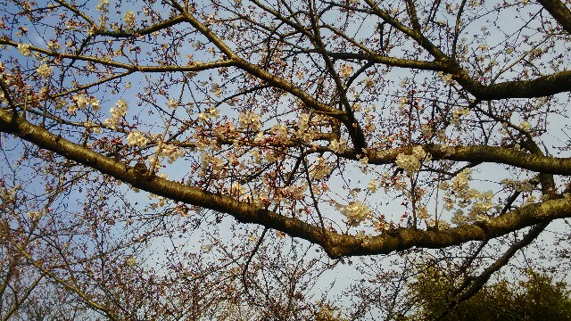 f:id:TSUMANNE:20160401115540j:image f:id:TSUMANNE:20160401115540j:image