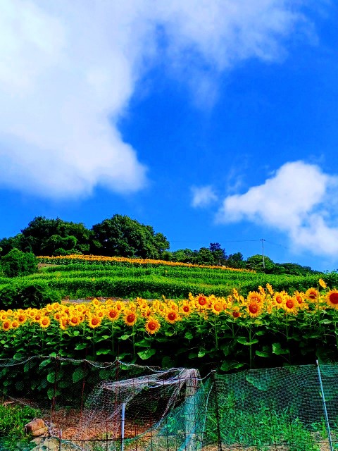 f:id:TSUNAGARU:20220806193653j:image f:id:TSUNAGARU:20220806193653j:image
