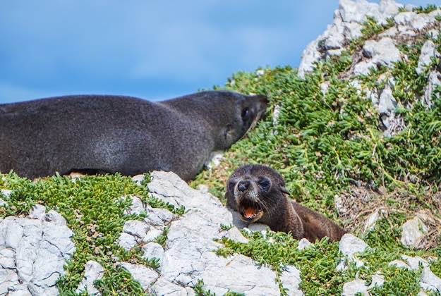 カイコウラ観光 これが野生のオットセイ 必ず会える場所はここ Going My Way