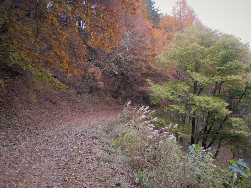 f:id:TTRanchor:20201109205813j:plain