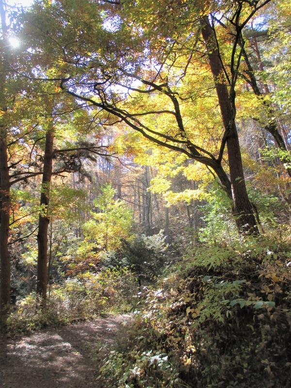 f:id:TTRanchor:20201109210102j:plain